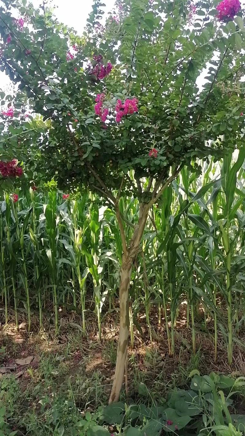 玫瑰红紫薇树