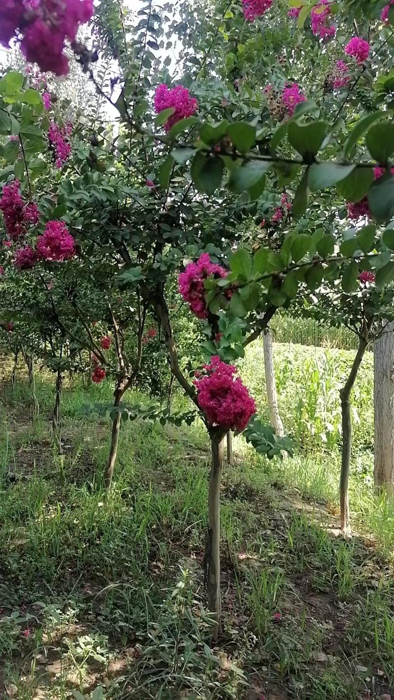 玫瑰红紫薇树