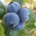 蓝莓莱克西蓝莓个头均匀现摘现发电商商超团购全国发货