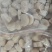 江瑶贝瑶柱裙边