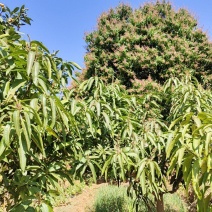 红贵妃芒果（已经陆续开花挂果，预订，价格可商议量大从优）