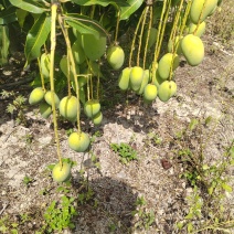 台农芒果