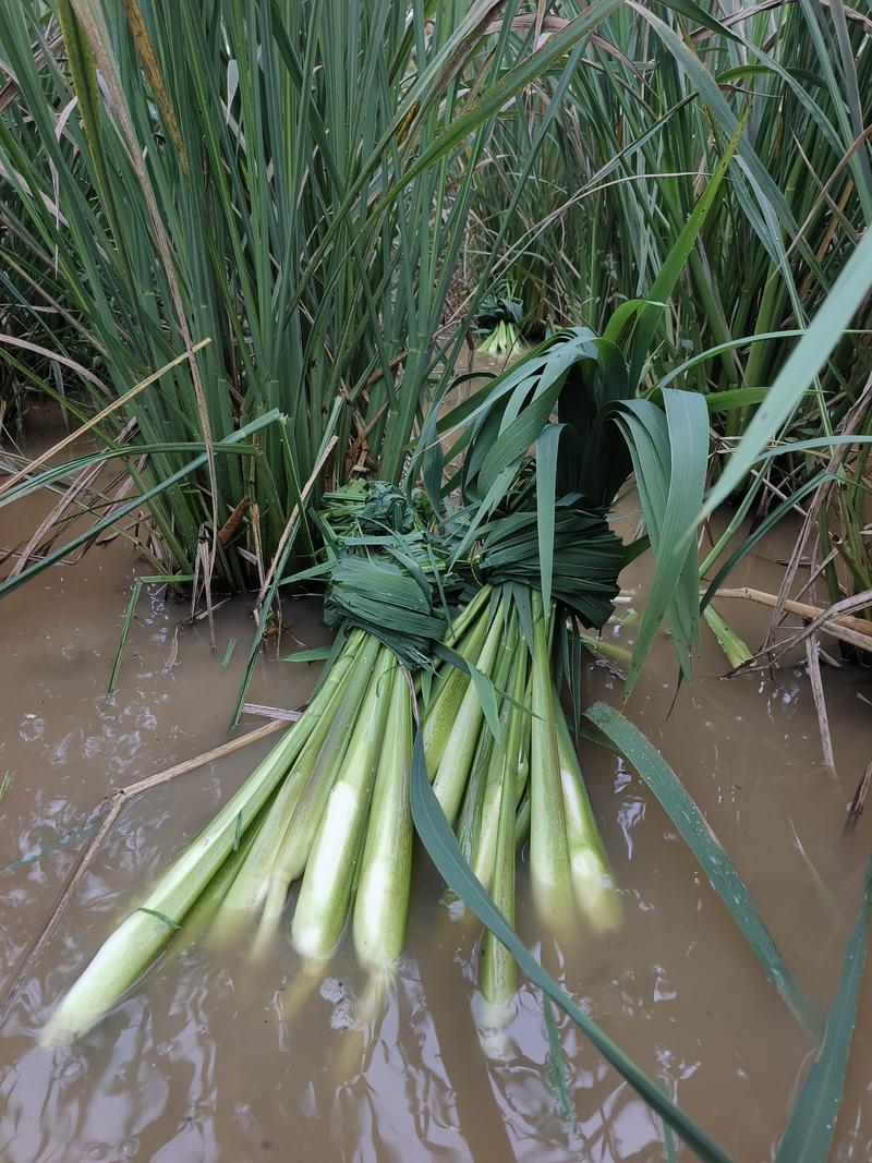 优质双季茭白种，抗病品种种苗老蔸苗