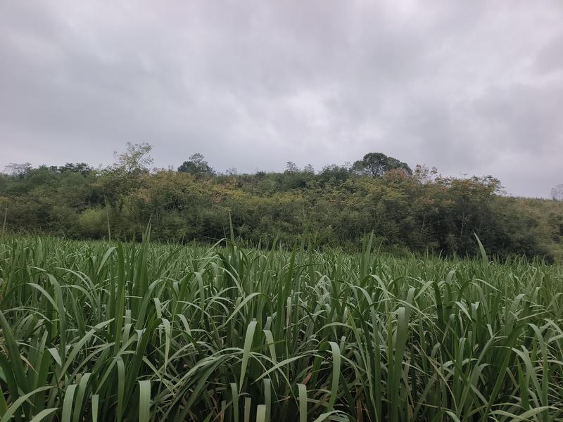 优质双季茭白种，抗病品种种苗老蔸苗