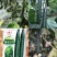 博亮178密刺黄瓜种子，短把直条，油亮肉绿，抗病能力强