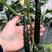 博亮178密刺黄瓜种子，短把直条，油亮肉绿，抗病能力强