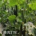 博亮178密刺黄瓜种子，短把直条，油亮肉绿，抗病能力强