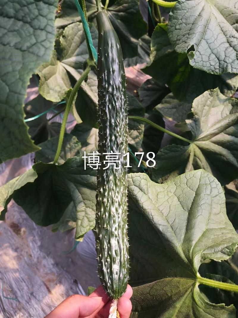 博亮178密刺黄瓜种子，短把直条，油亮肉绿，抗病能力强