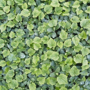 德瑞特早春强磁油量型黄瓜苗，基地现货直发，对接批发