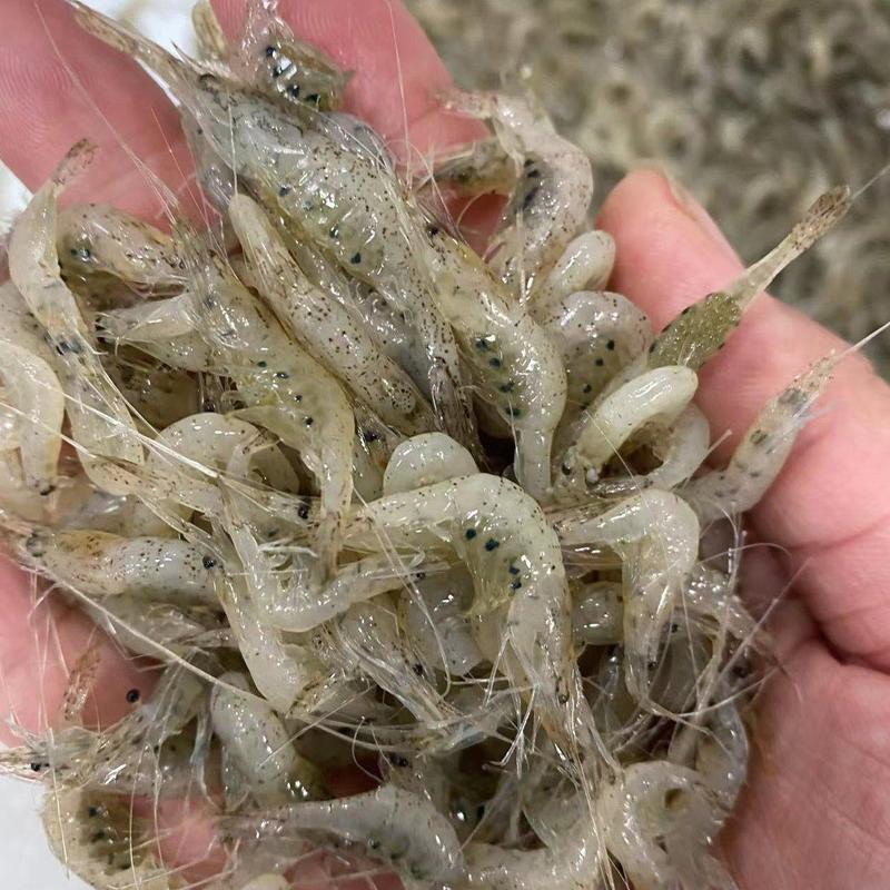【推荐】鲜冻小河虾产地直发，自然水域生态捕捞，量大从优