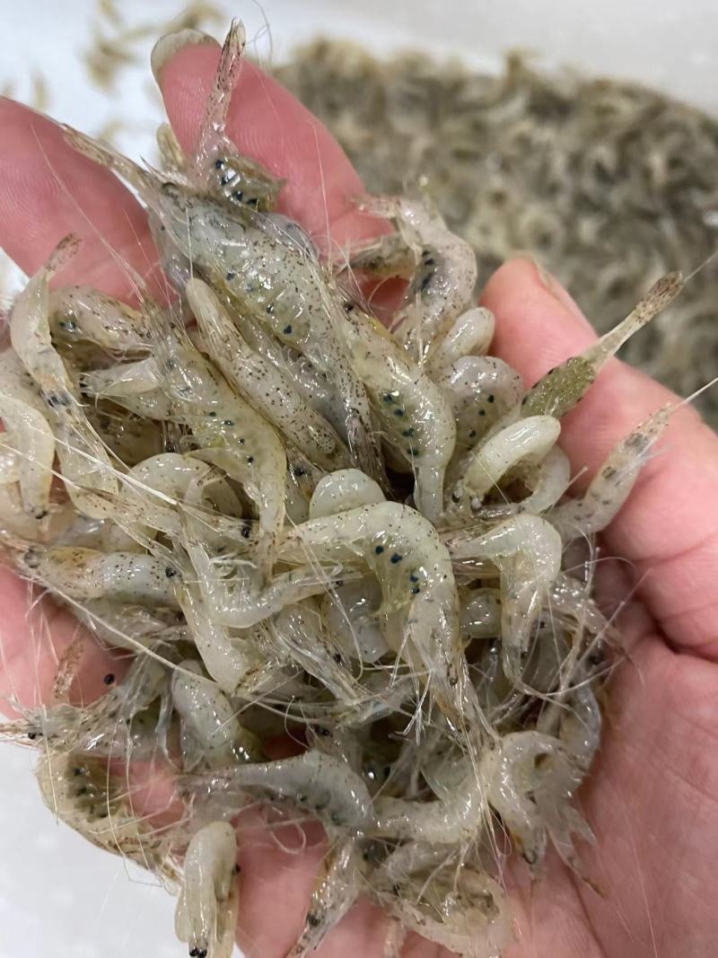 【推荐】鲜冻小河虾产地直发，自然水域生态捕捞，量大从优