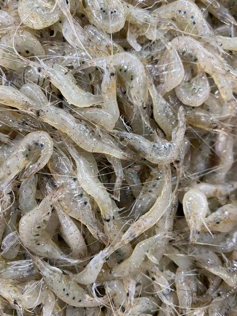 【推荐】鲜冻小河虾产地直发，自然水域生态捕捞，量大从优