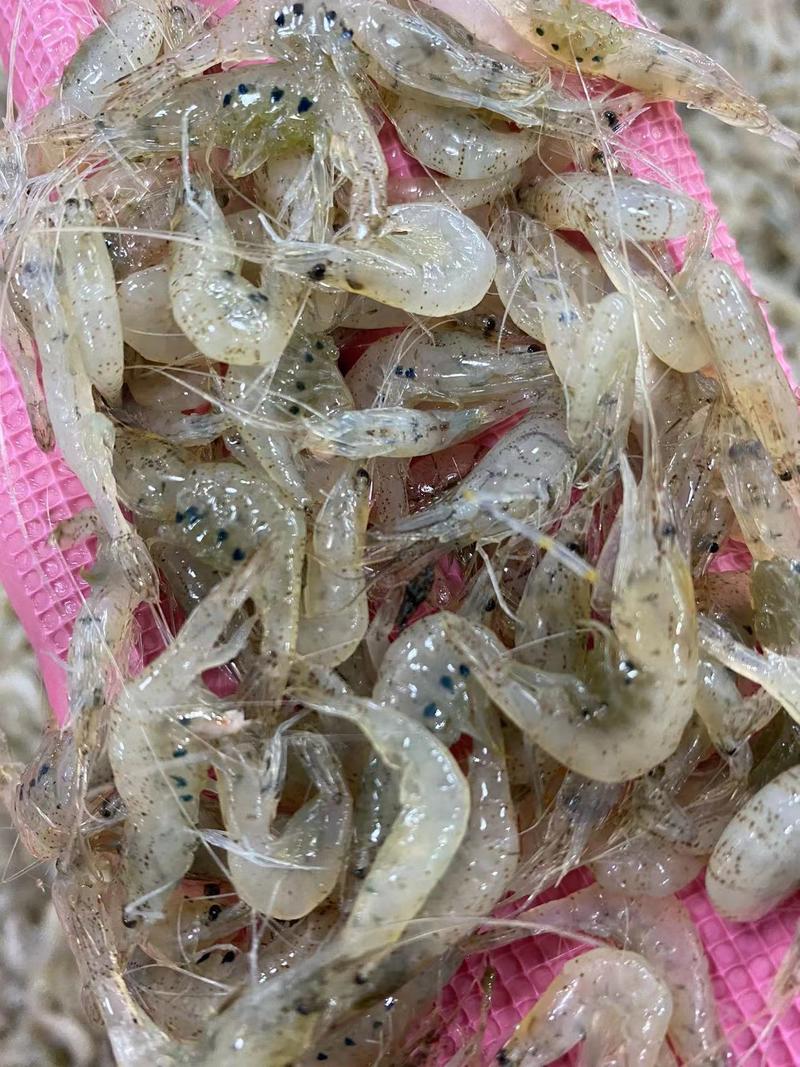 【推荐】鲜冻小河虾产地直发，自然水域生态捕捞，量大从优