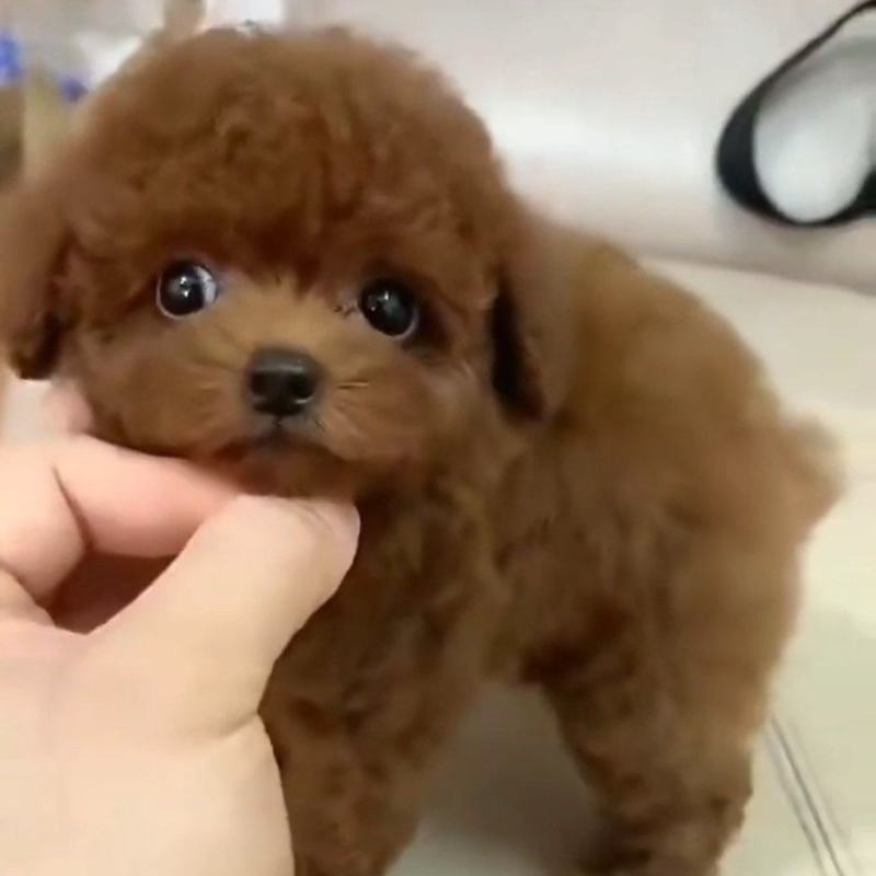 精品小泰迪