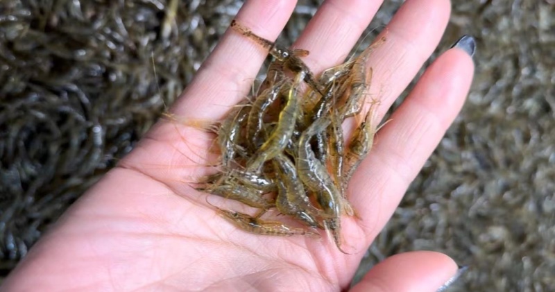 【推荐】鲜冻小河虾产地直发，自然水域生态捕捞，量大从优
