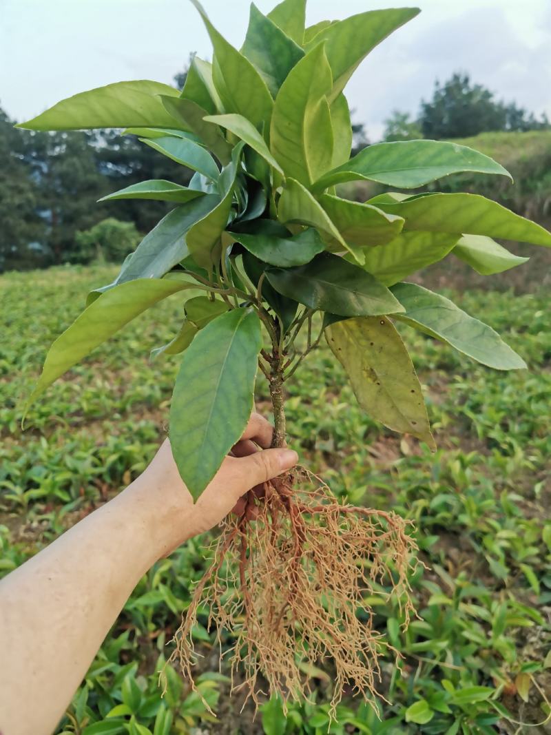 黑老虎部福娜新鲜树苗两年苗包邮现挖直发