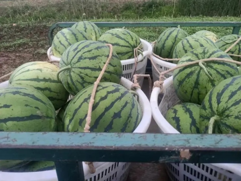 【推荐】海南精品麒麟西瓜，产地货源，对接大型批发