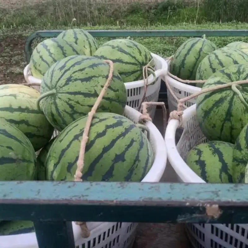 【推荐】海南精品麒麟西瓜，产地货源，对接大型批发