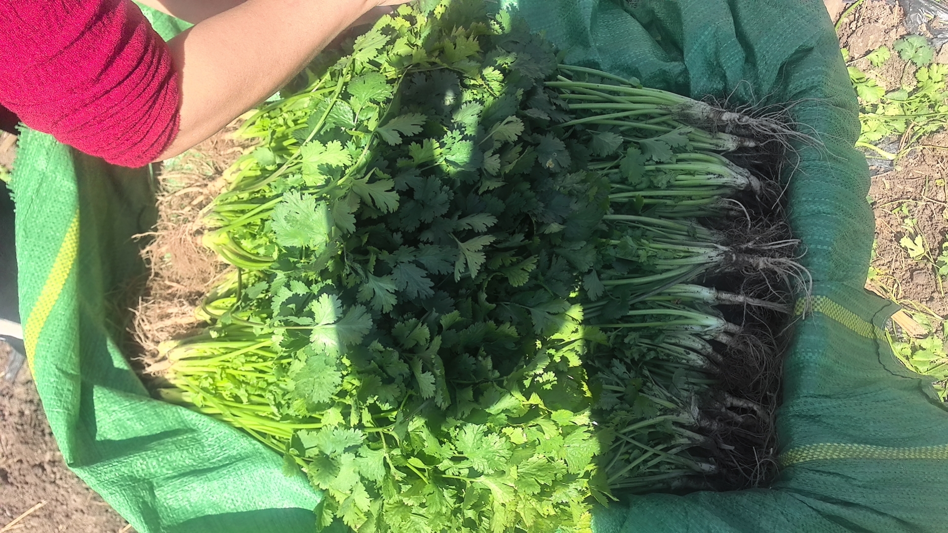 白色硅胶冰格中盛满翠绿色香菜碎,每格均匀分布,表面泛着细微油光;冰格置于不锈钢托盘上,背景虚化呈现现代简约厨房台面,左侧可见标有‘香菜|2024.06’的密封袋一角 香菜冷冻分装冰格特写图