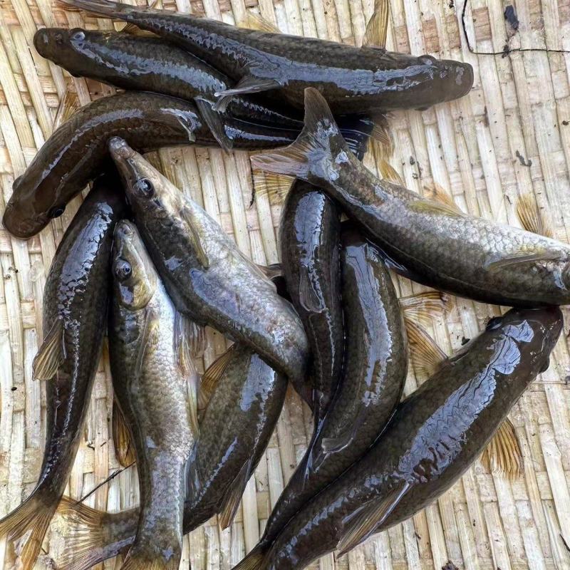 【推荐】猪嘴鱼铅笔鱼小河鱼马口鱼诚信经营，量大价优欢迎咨询