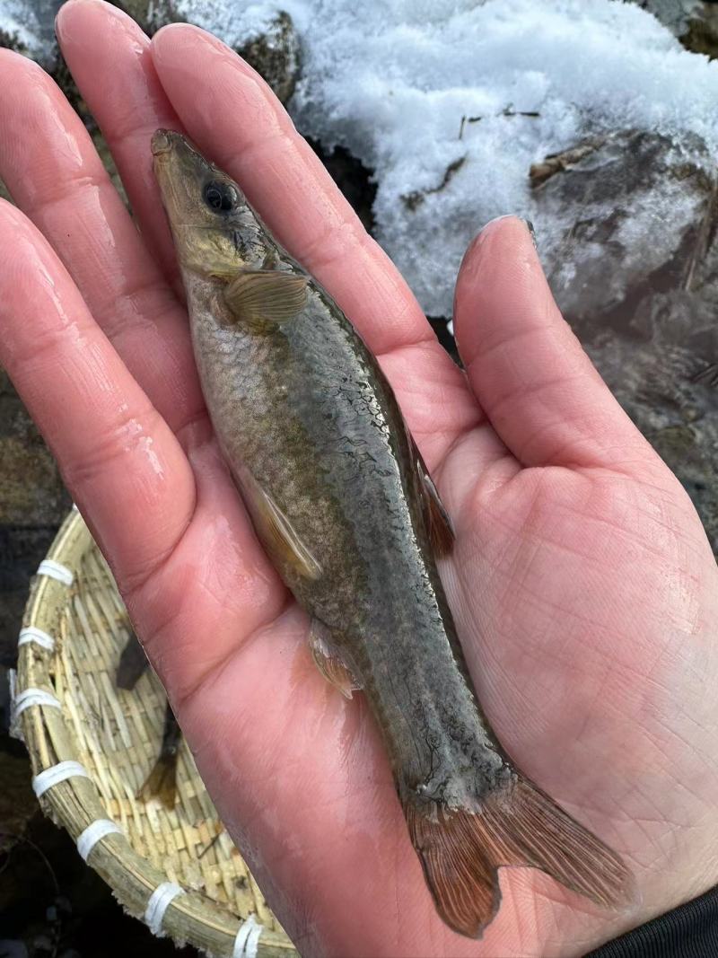 【推荐】猪嘴鱼铅笔鱼小河鱼马口鱼诚信经营，量大价优欢迎咨询