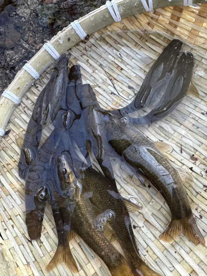 【推荐】猪嘴鱼铅笔鱼小河鱼马口鱼诚信经营，量大价优欢迎咨询