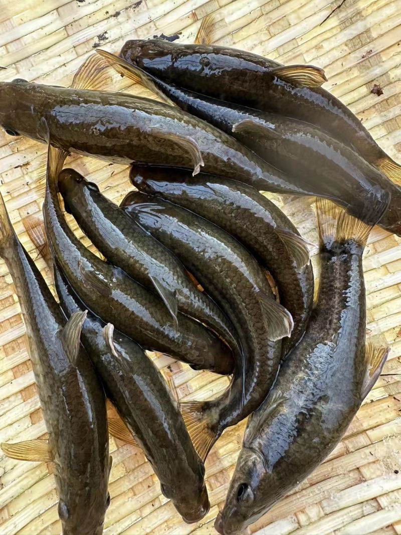 【推荐】猪嘴鱼铅笔鱼小河鱼马口鱼诚信经营，量大价优欢迎咨询
