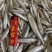 【推荐】辽宁多春鱼,公鱼,诚信经营,质优价廉,欢迎咨询