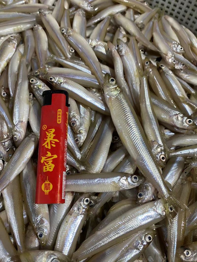 【推荐】辽宁多春鱼，公鱼，诚信经营，质优价廉，欢迎咨询