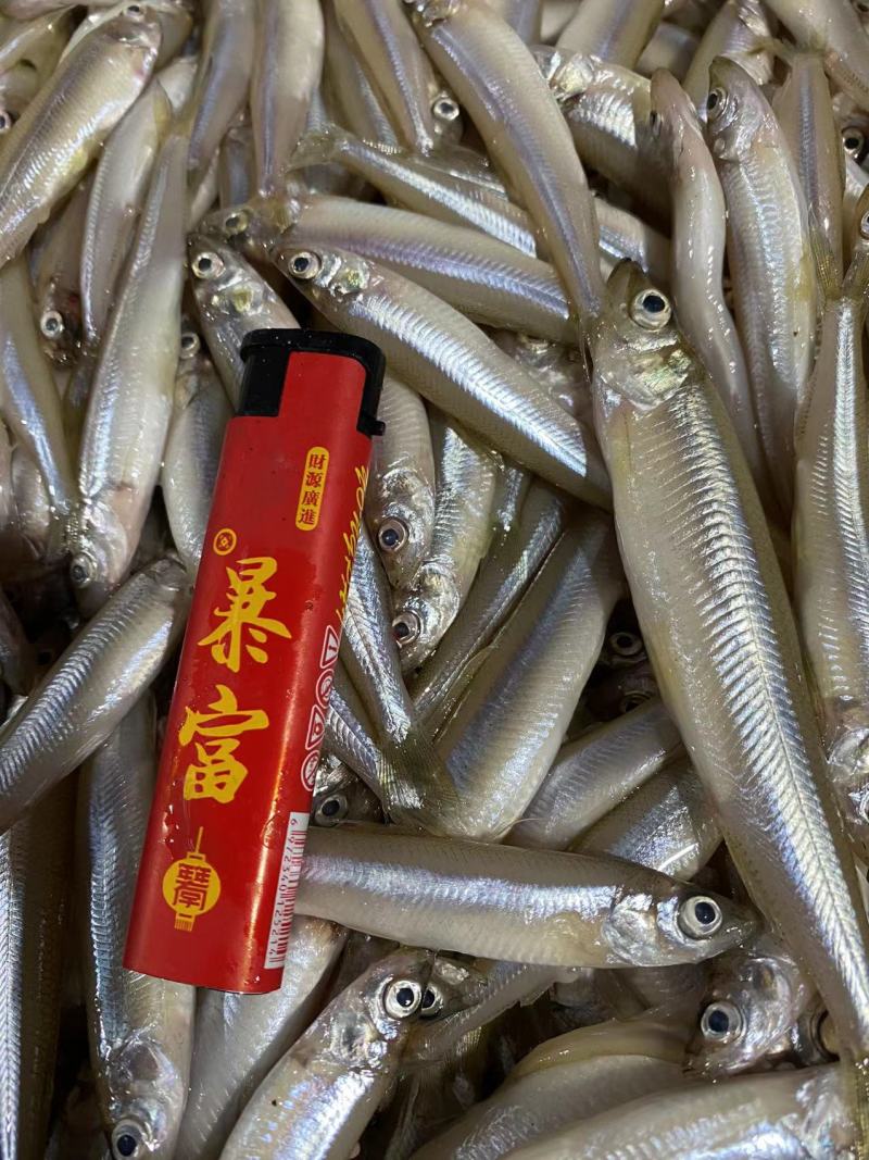 【推荐】辽宁多春鱼，公鱼，诚信经营，质优价廉，欢迎咨询