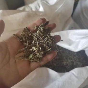 优质荆芥，产地直供，货源充足，品质保证，诚信经营