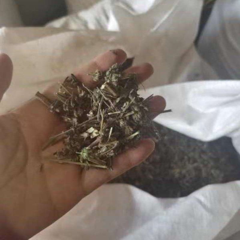 优质荆芥，产地直供，货源充足，品质保证，诚信经营