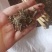 优质荆芥，产地直供，货源充足，品质保证，诚信经营