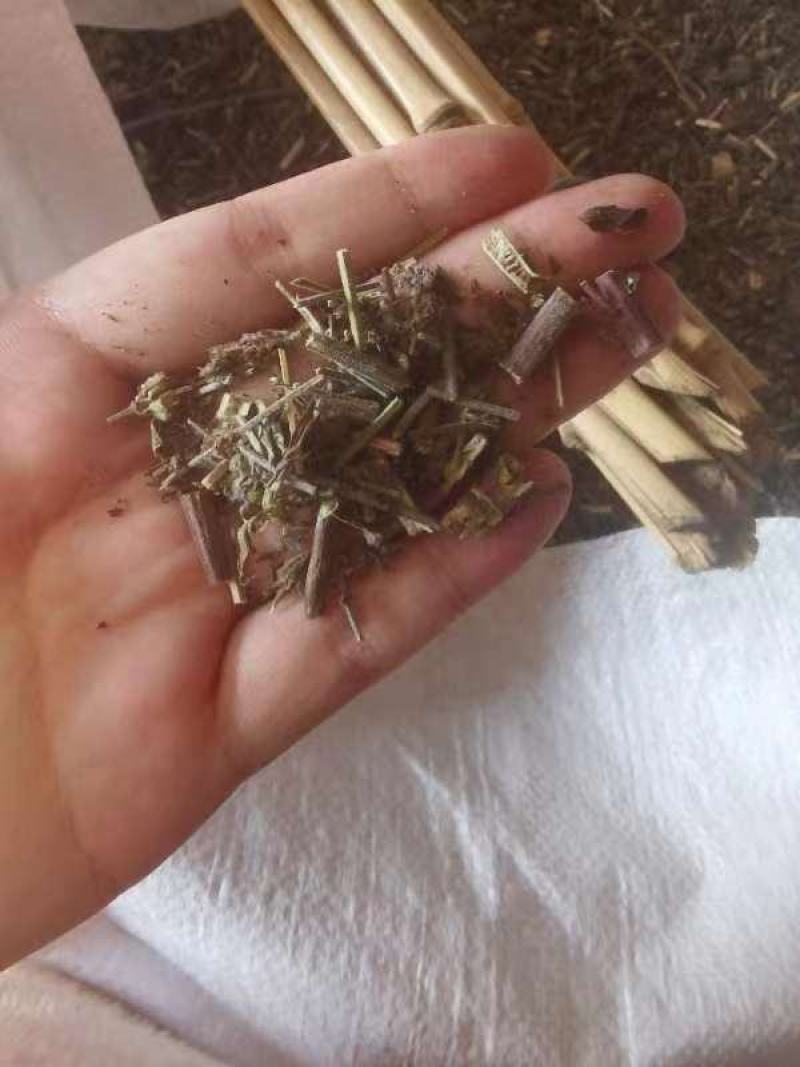 优质荆芥，产地直供，货源充足，品质保证，诚信经营