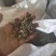 优质荆芥，产地直供，货源充足，品质保证，诚信经营