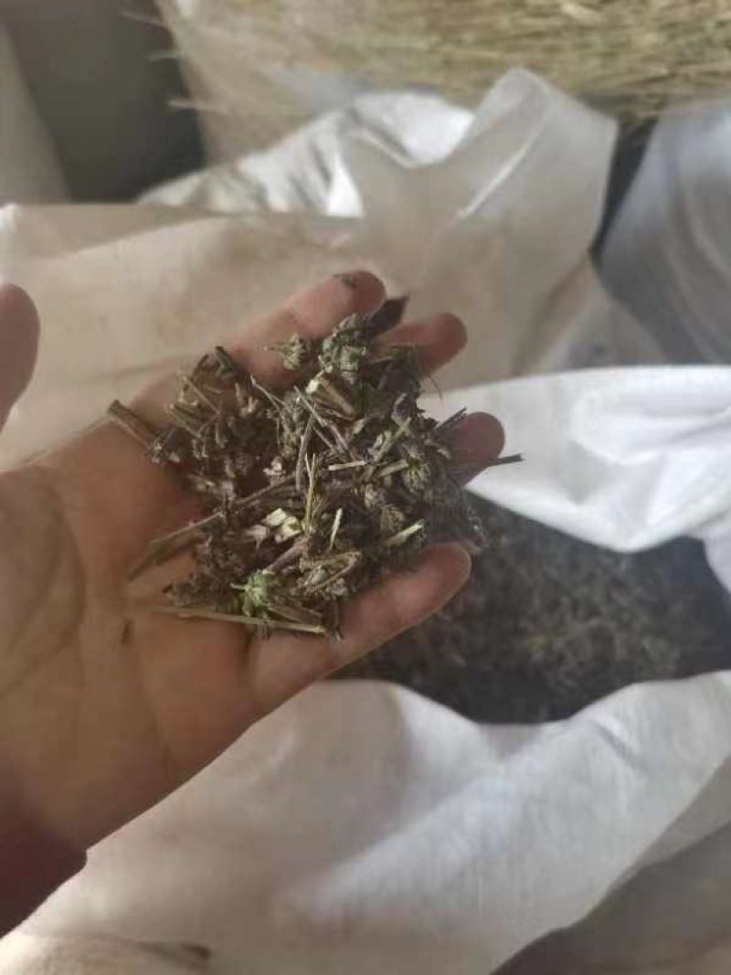 优质荆芥，产地直供，货源充足，品质保证，诚信经营