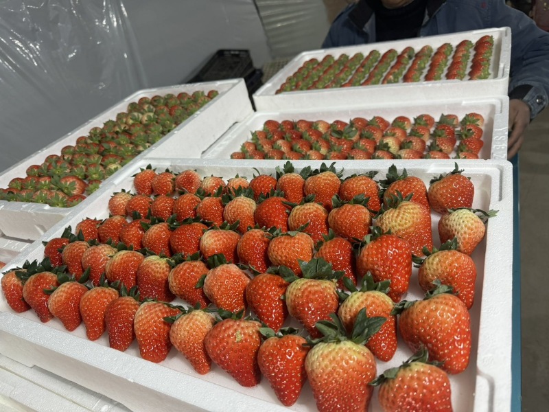 新鲜草莓，甜蜜多汁，当季限量，速来抢购！