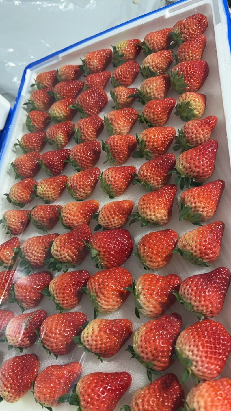 新鲜草莓，甜蜜多汁，当季限量，速来抢购！