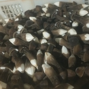黑皮鸡枞菌