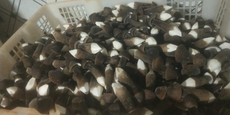 黑皮鸡枞菌