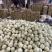 山东冰淇淋玉菇甜瓜一件代发对接各大电商平台商超多多量大价