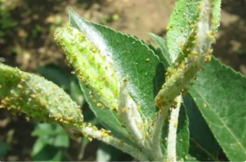 中迅蓝腾苹果树黄芽桃芽黑芽抗性蚜虫专用药农药杀虫剂正品