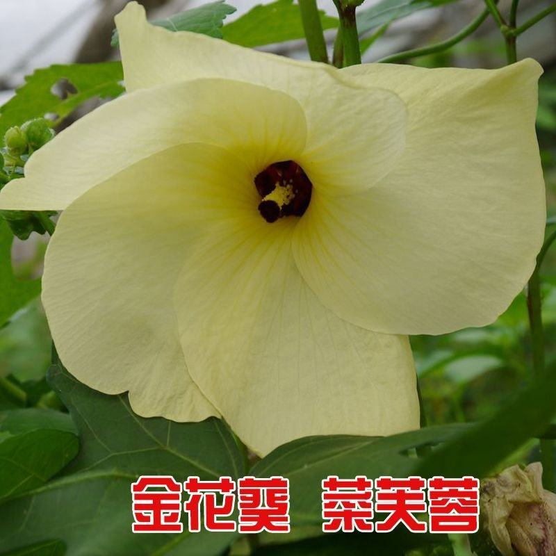 金花葵种子，菜芙蓉无限开花观赏观光农业花卉产业野芙蓉黄蜀