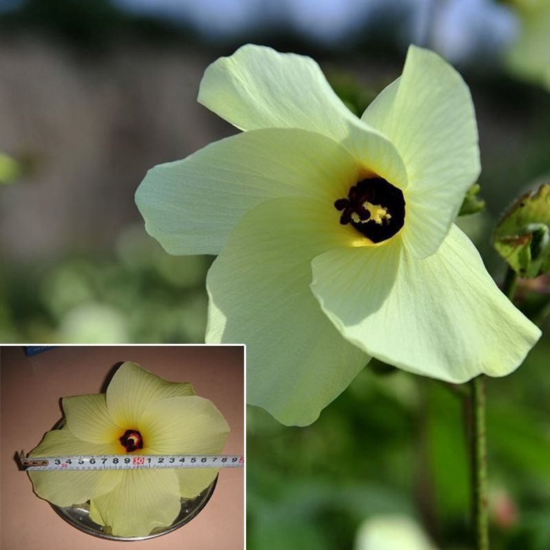 金花葵种子，菜芙蓉无限开花观赏观光农业花卉产业野芙蓉黄蜀