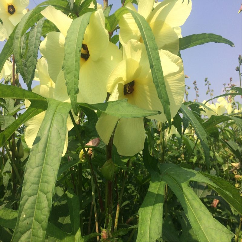 金花葵种子，菜芙蓉无限开花观赏观光农业花卉产业野芙蓉黄蜀