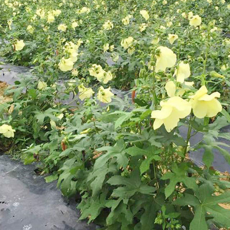 金花葵种子，菜芙蓉无限开花观赏观光农业花卉产业野芙蓉黄蜀