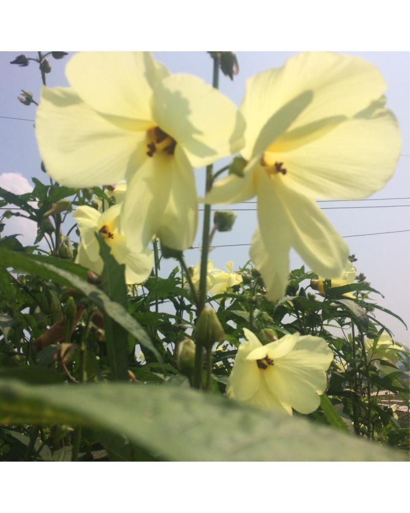 金花葵种子，菜芙蓉无限开花观赏观光农业花卉产业野芙蓉黄蜀