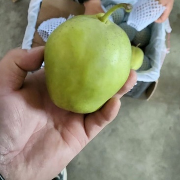 早酥梨