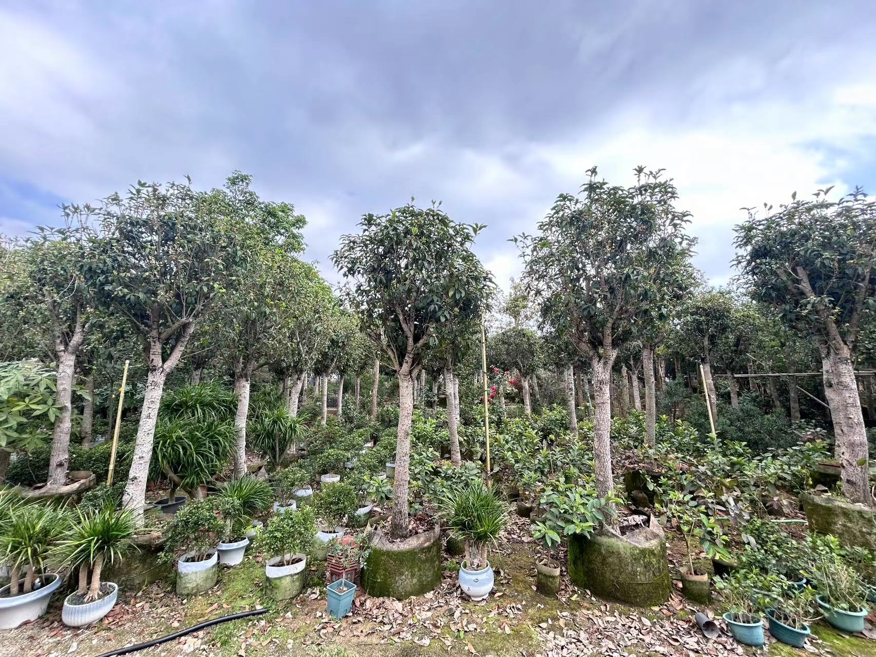 四季桂修剪与养护场景