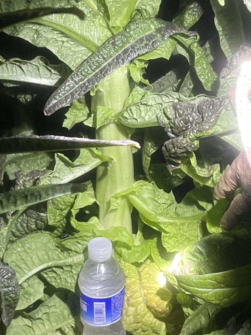 大量莴笋出售